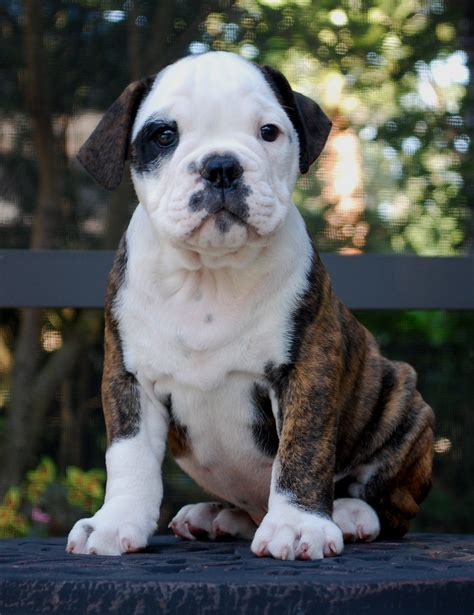 hermes bulldogge breeders|female olde english bulldog.